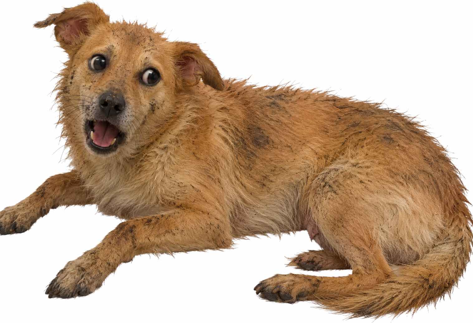 STRAYDOGE: a muddy, scruffy brown dog with wide eyes and a goofy grin